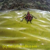 /home//u458753944/public_html/sourcegallery//////////Insects and small critters/aphids cicadas lanternflies and true bugs (Hemiptera)/P7070824.JPG